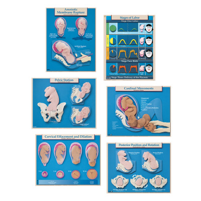 Six Essential Labor and Birth Charts (6), English/Spanish, childbirth education charts, Childbirth Graphics, 90630