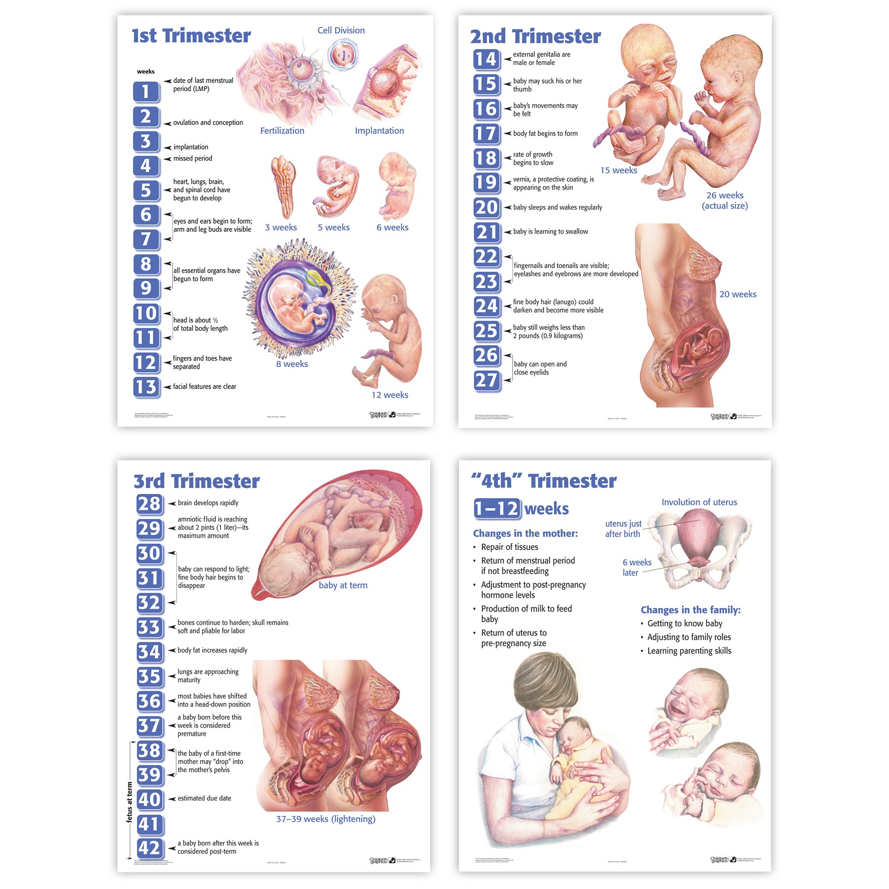 Four Trimesters Of Childbearing Charts Childbirth Graphics
