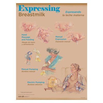 Breastfeeding Education Charts, Set Of Childbirth Graphics