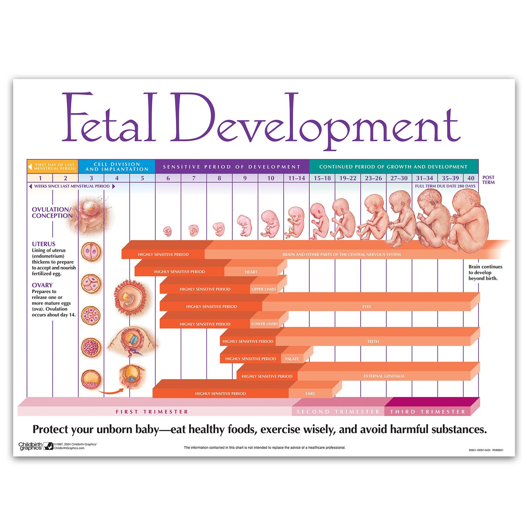 Complete The Following Chart About The Stages Of Prenatal Development