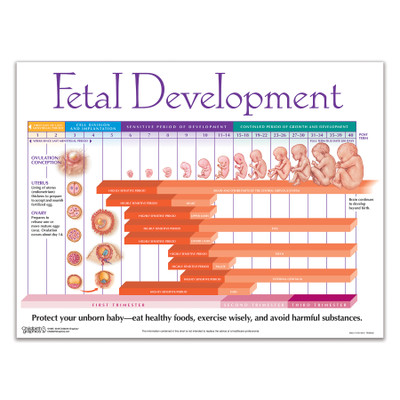 Fetal Development Chart pregnancy education teaching material from Childbirth Graphics showing weekly fetal growth, 90821