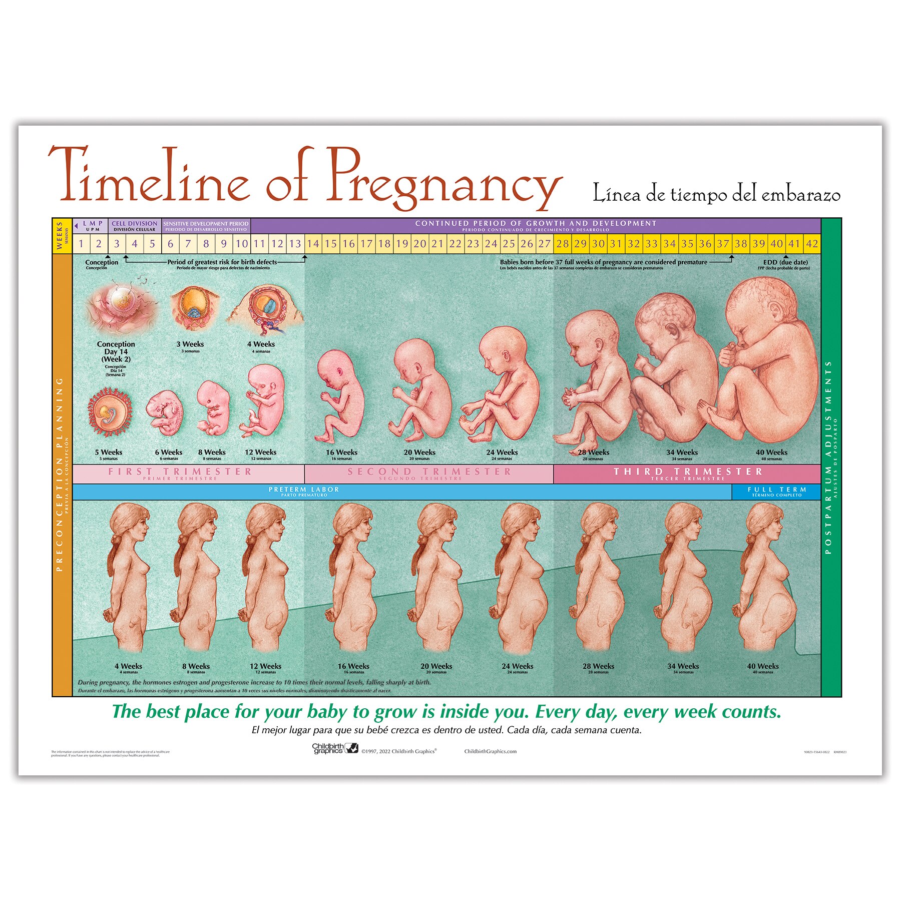 Timeline Of Pregnancy Chart Childbirth Graphics