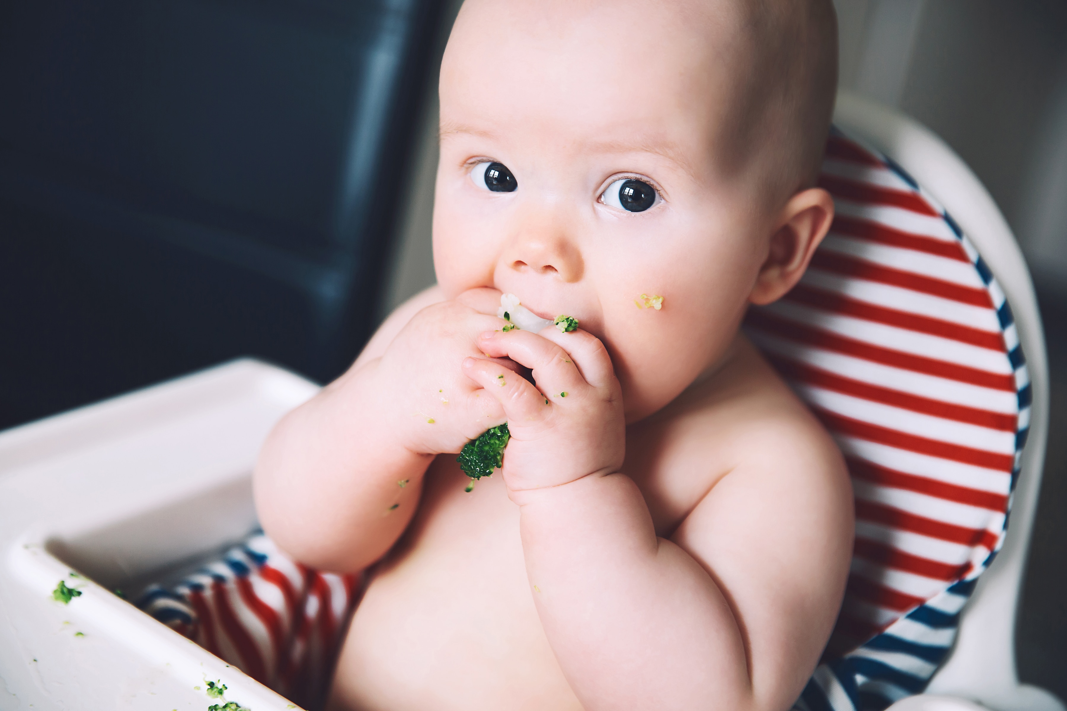 Young baby in highchair eating broccoli with his fingers