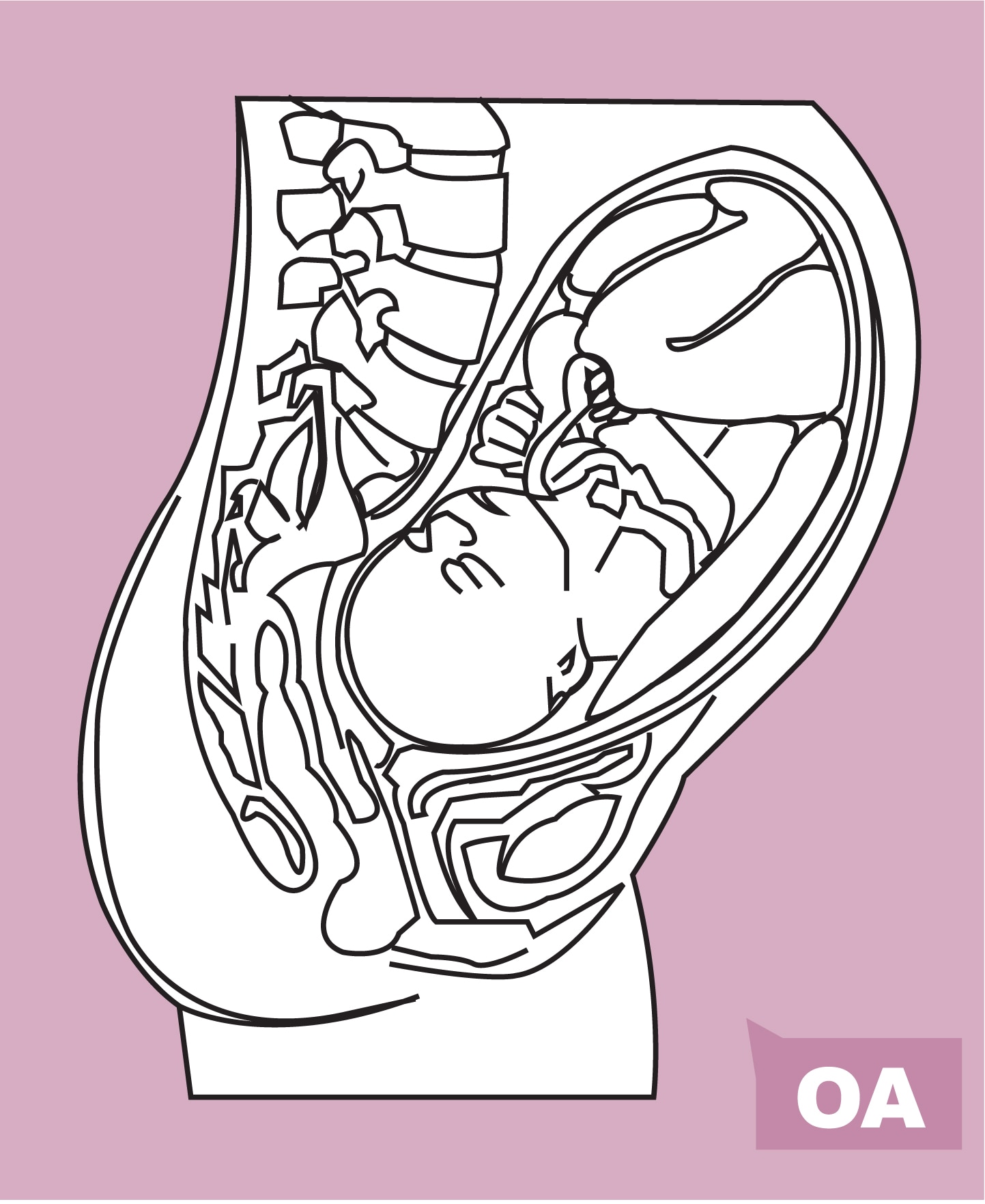 Baby in occiput anterior position prior to birth
