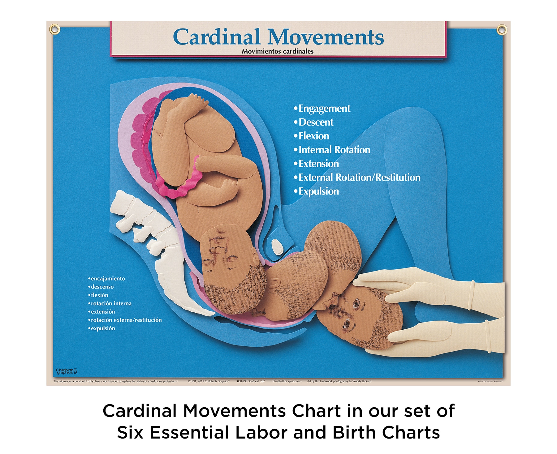 Cardinal Movements Large Chart in the Six Essential Labor and birth Charts, Childbirth Graphics teaching resources, 90630