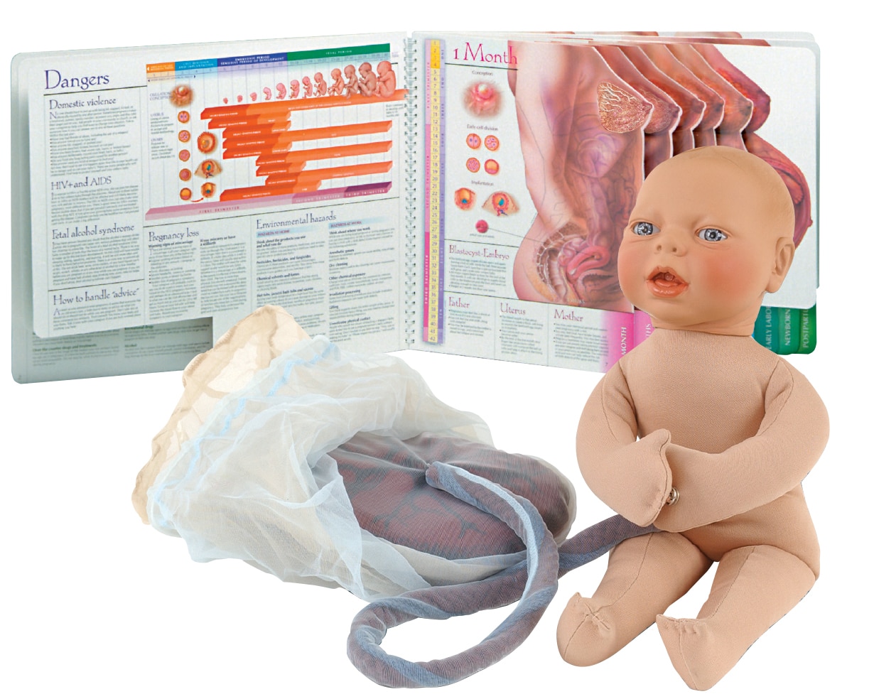 Childbirth Graphics Childbirth Education Products