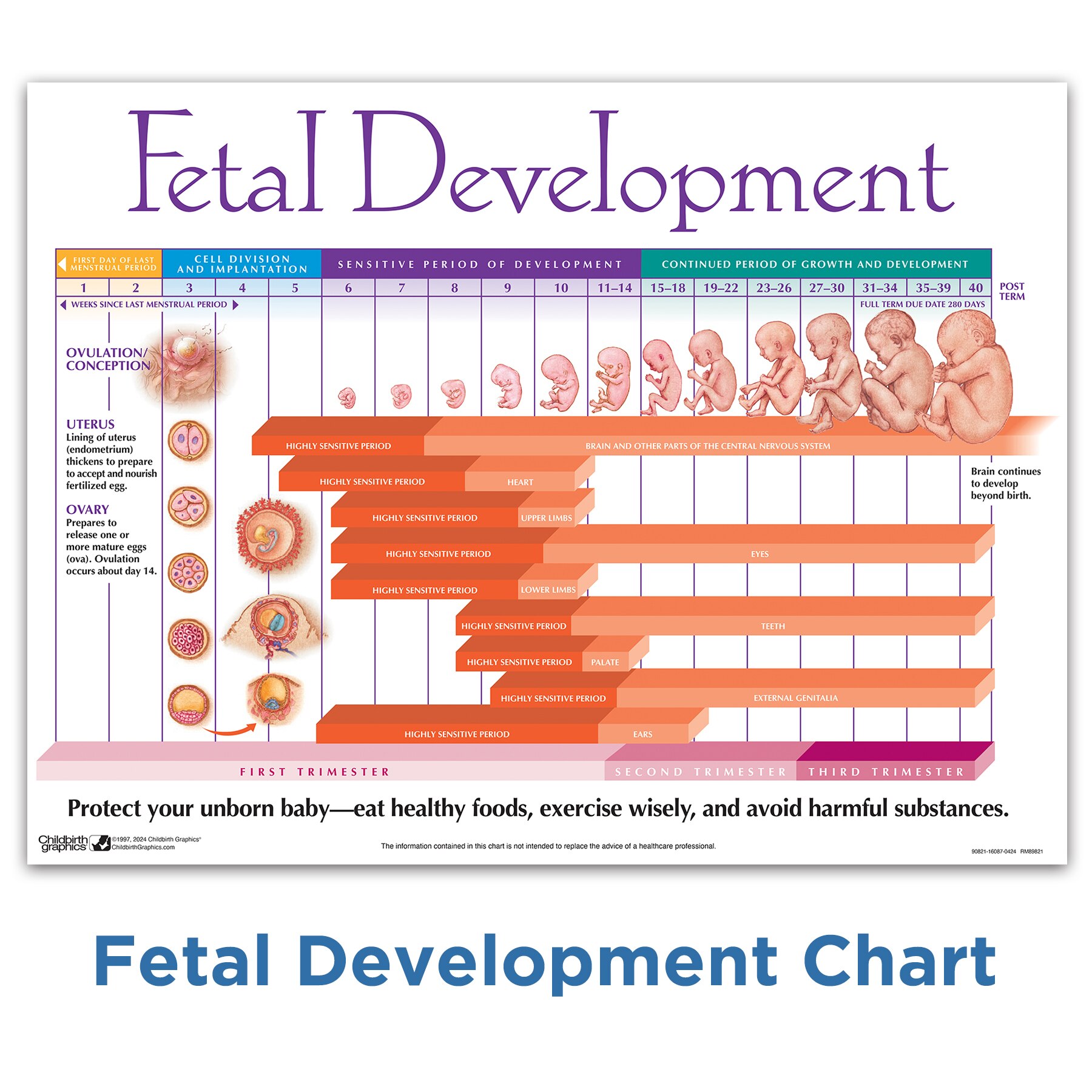 Fetal Development Chart, childbirth education laminated chart showing fetal development, Childbirth Graphics, 90821