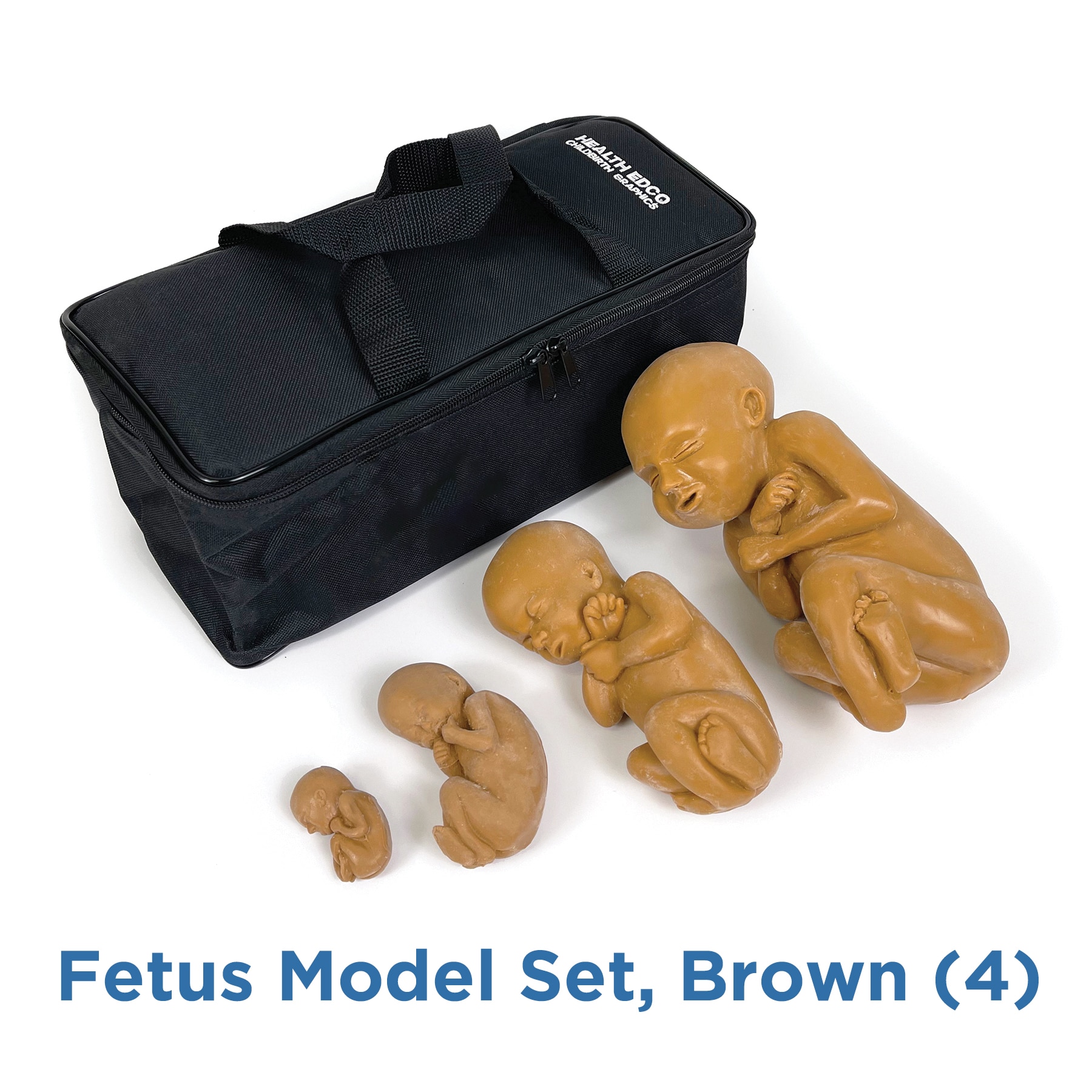 Fetus Model Set, Brown, four lifelike childbirth education fetal models teaching fetal development, Childbirth Graphics, 79000