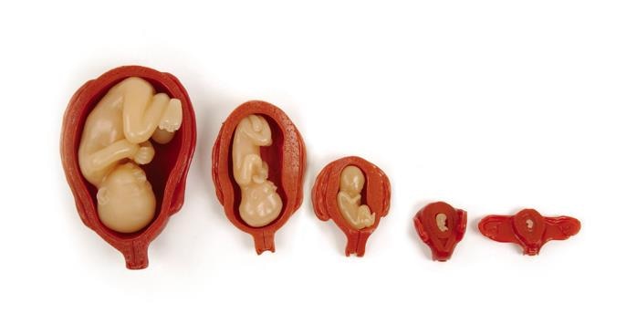 fetus and uterus model set