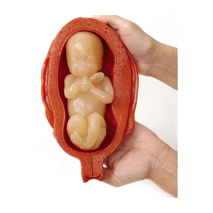 fetus in uterus model