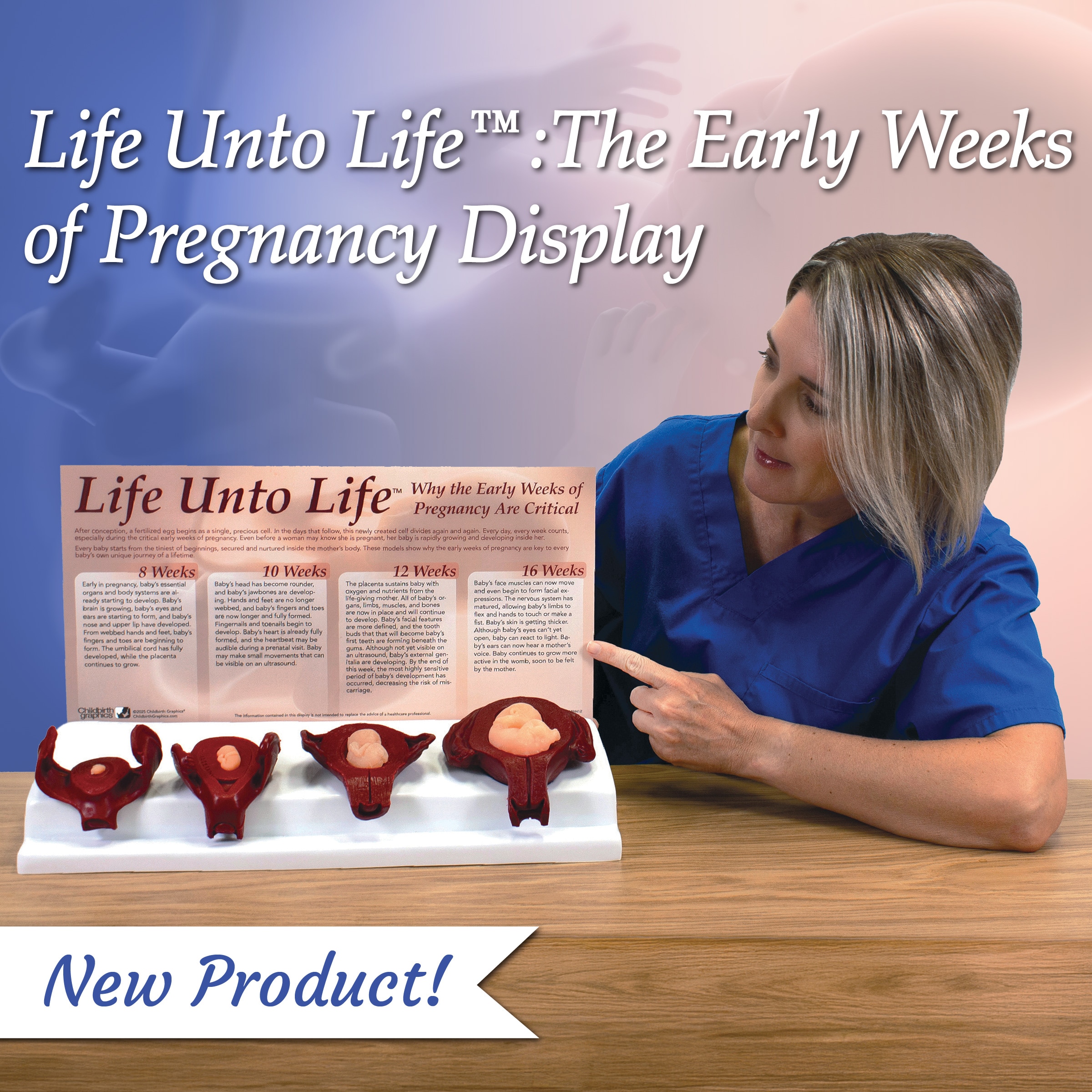 Life Unto Life: The Early Weeks of Pregnancy Display, health education foetal and uterus models, Childbirth Graphics, 22773