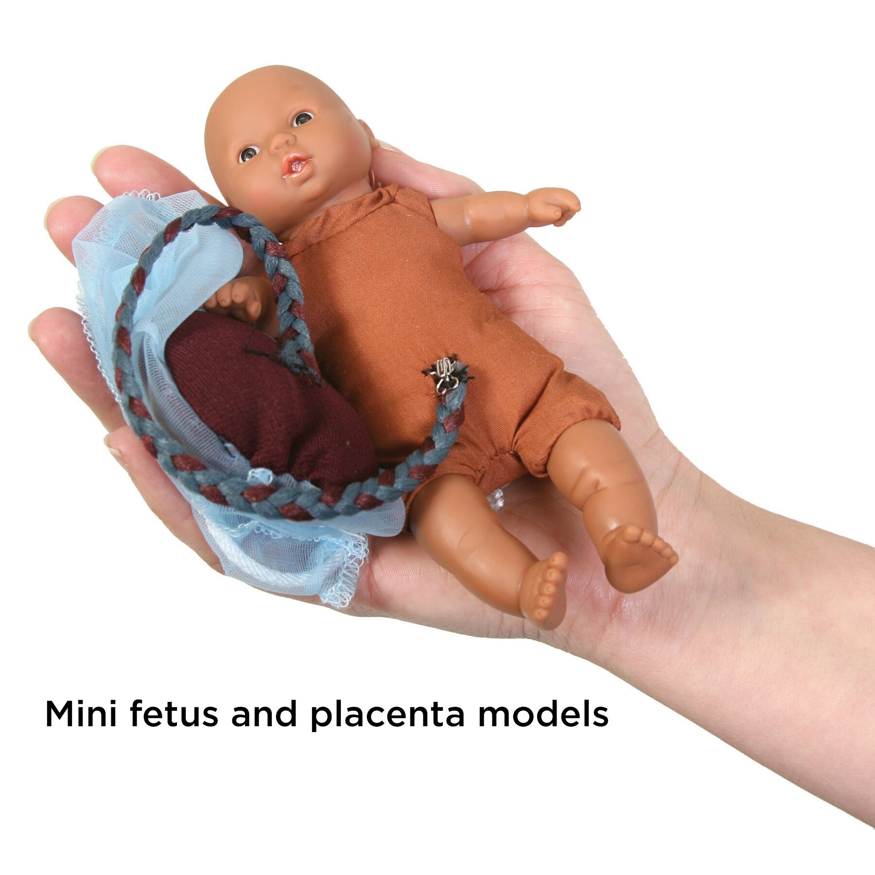Mini-Model Set Fetal Model and placenta model, 53953