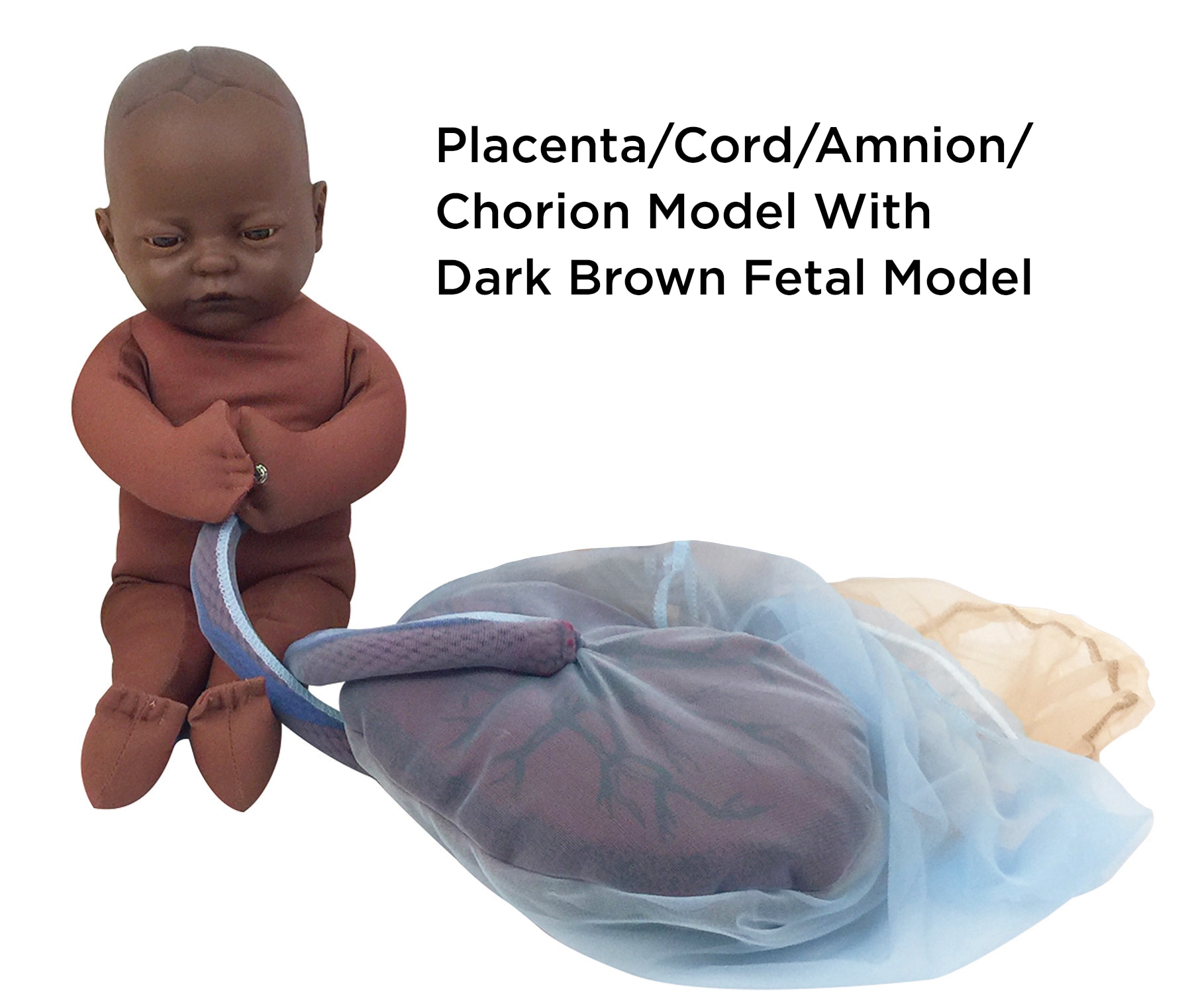Placenta/Cord/Amnion/Chorion Model attached to Dark Brown Fetal Model