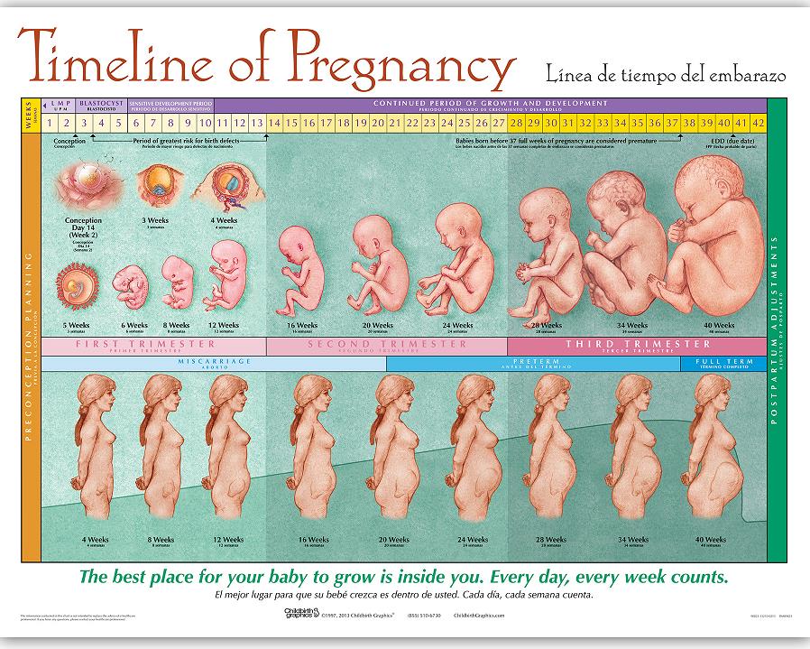 Premature shop birth weeks