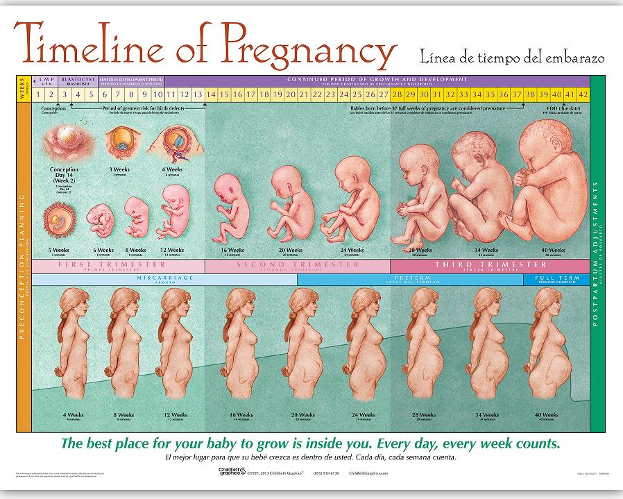 Timeline of Pregnancy Chart for prenatal and pregnancy education from Childbirth Graphics