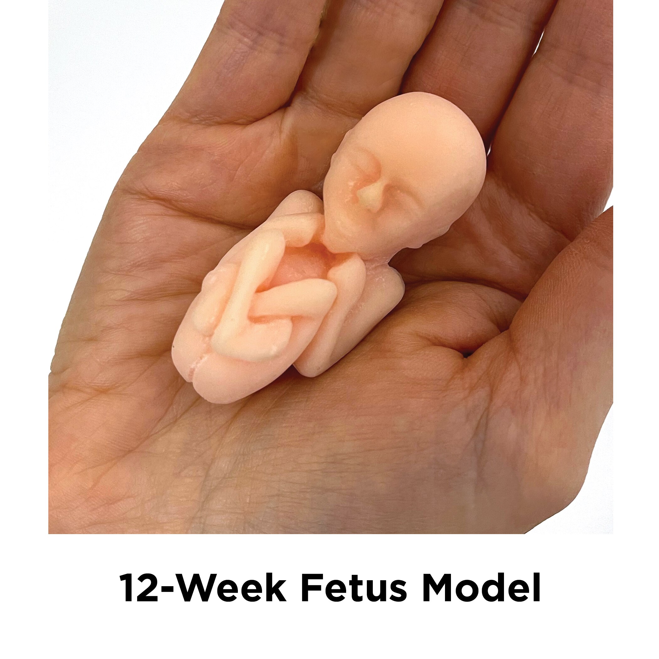 12-Week Fetus Model, tiny lifelike fetus model, Childbirth Graphics pregnancy education materials, 79833