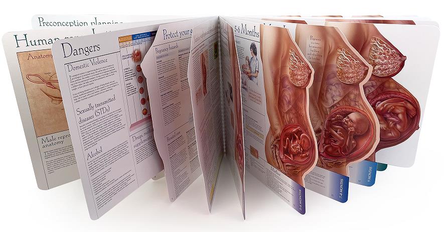 With Child Large-Size Spiral-Bound Charts for childbirth education from Childbirth Graphics