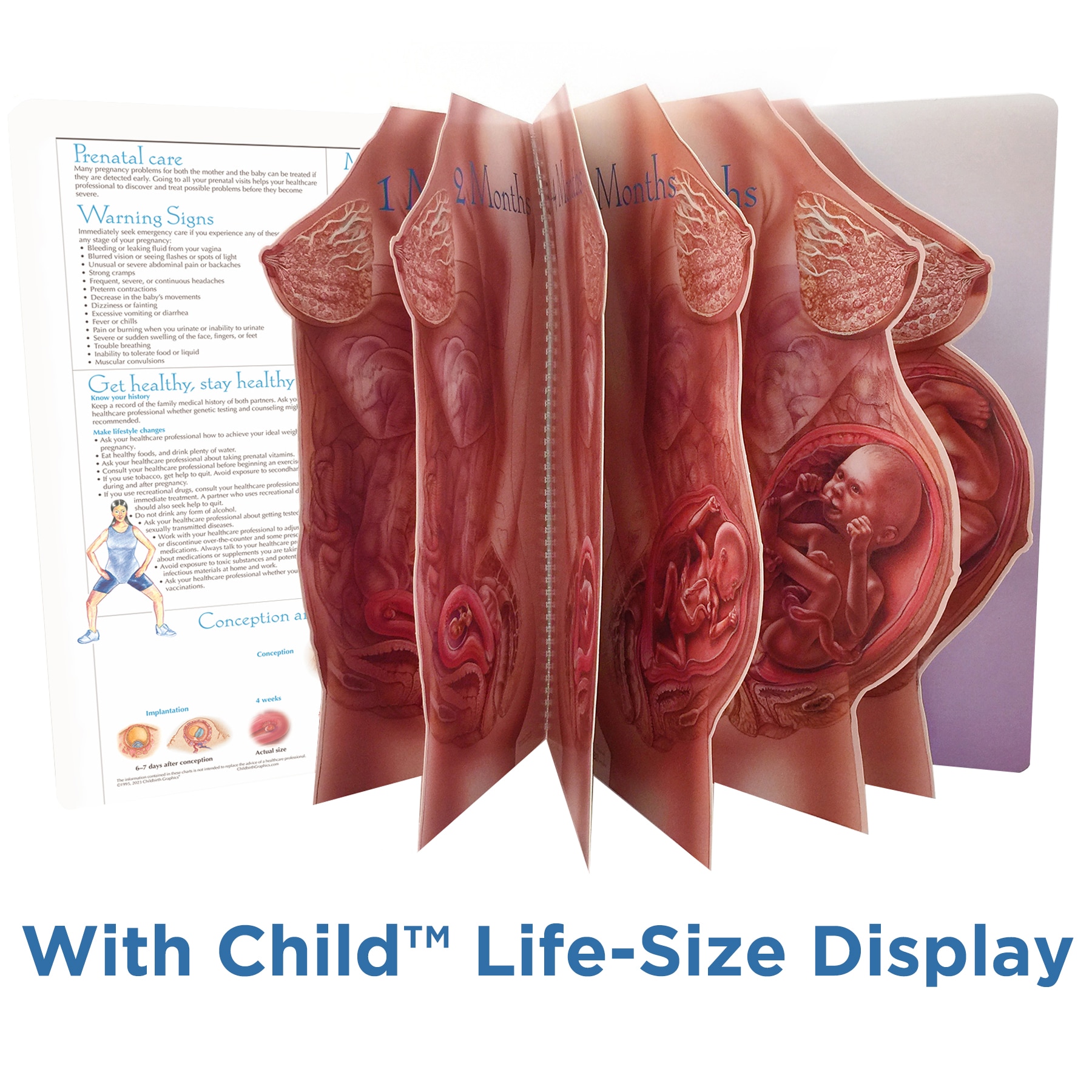 With Child Life-Size Display, childbirth education spiral-bound book on fetal development, Childbirth Graphics, 43319 